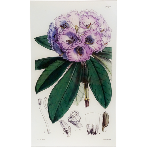 Rhododendron Niveum (William Curtis Botanicals)