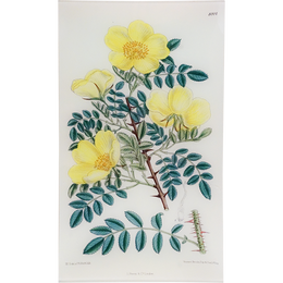 Rosa Hugonis (William Curtis Botanicals)