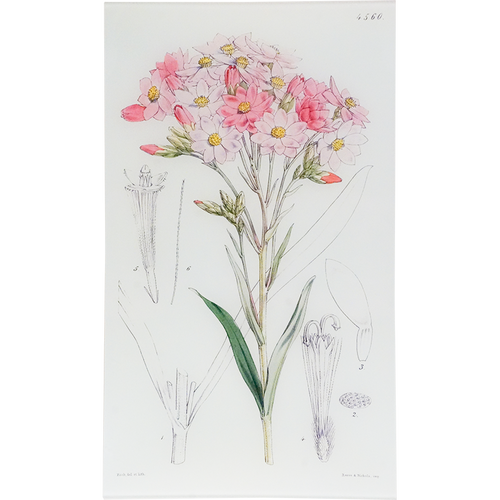 Schoenia Oppositifolia (William Curtis Botanicals)