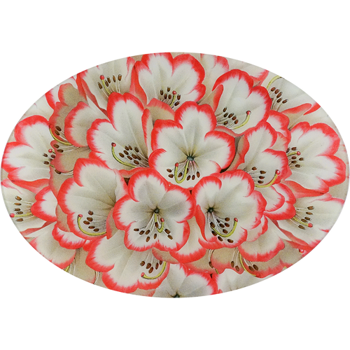 A thirteen inch by eighteen inch horizontal oval glass plate with a close up of red and white rhododendron.  