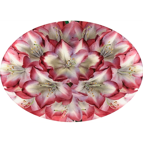 A thirteen inch by eighteen inch horizontal oval glass plate of a white and dark pink Princess of Wales rhododendron. 