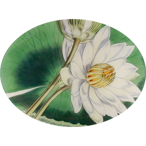 A fourteen inch by eighteen inch horizontal oval glass plate featuring an illustration of a white water lily with green leaves.