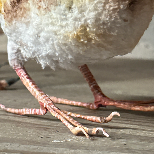 Papier-Mâché Guinea Fowl with Chick #38A