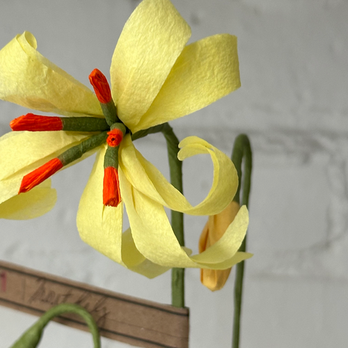 The Green Vase Trout Lily