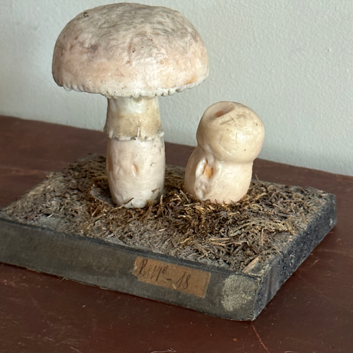 Antique Mushroom Model #1