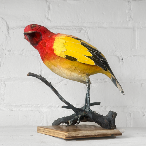 Papier-Mâché Flame Bower Bird #25