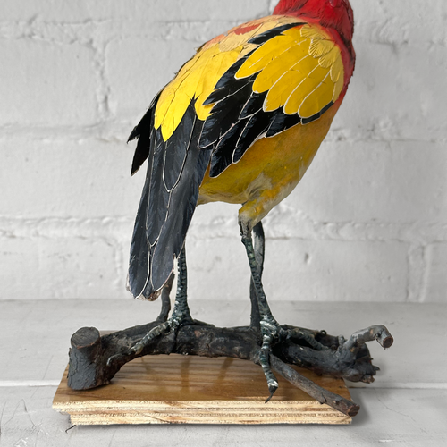 Papier-Mâché Flame Bower Bird #25