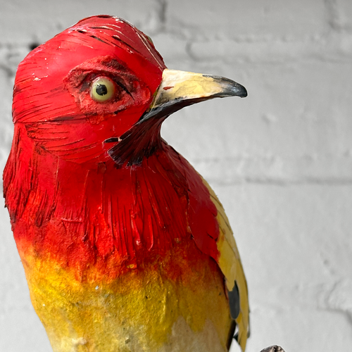 Papier-Mâché Flame Bower Bird #25