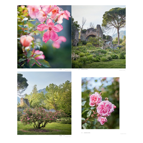 Roses in the Garden