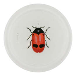 Red Ant Bag Beetle (Beetles)