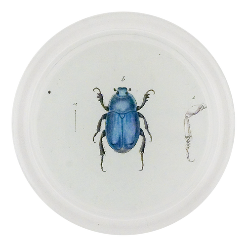 Blue Scarab Beetle (Beetles)