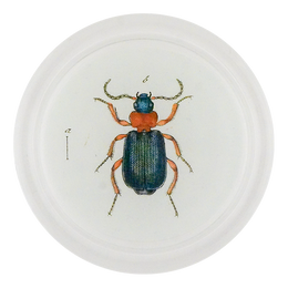 Red & Green Bombardier Beetle (Beetles)