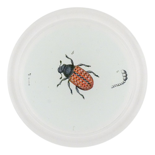 Red Fungus Weevil (Beetles)