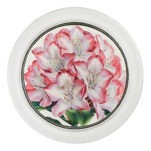 Rhododendron Princess of Wales