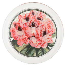 Rhododendron Stamfordianum