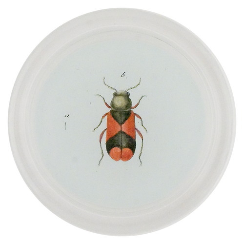 Soft-Winged Flower Beetle (Beetles)