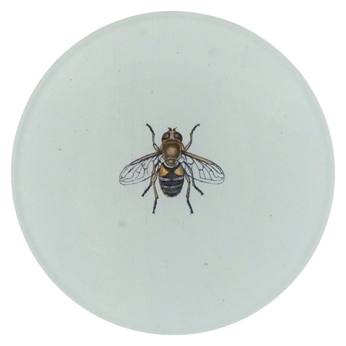 A four inch round plate with a small Drone Fly in the center of a white background 