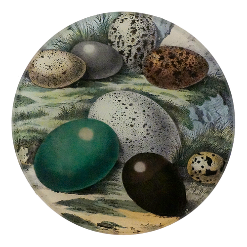 A four inch round plate featuring collaged paper under handblown glass with images of various speckled bird eggs.