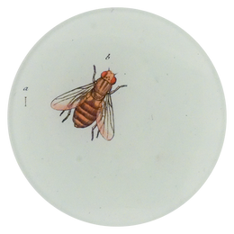 Flower Fly