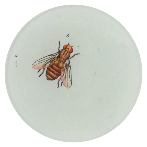 Flower Fly