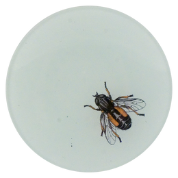 A four inch round plate with a fly illustration on the lower right corner on a white background