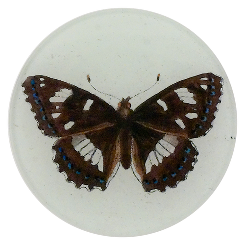 A four inch round plate of a brown, blue and white butterfly on a white background