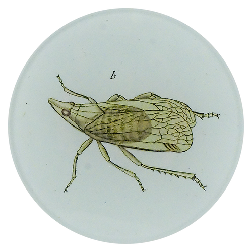A four inch round plate of a leafhopper on a white background