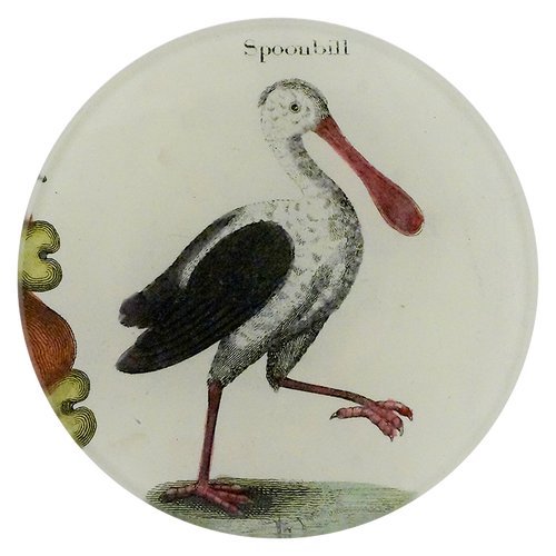 A four inch round plate of a bird labeled 'Spoonbill' on a white background