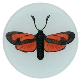 A four inch round object with a black and orange butterfly design on a white background