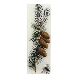European Larch