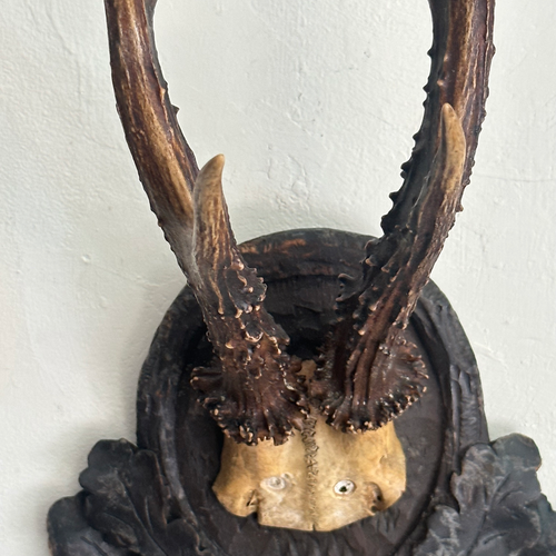 Black Forest Antlers on Carved Plaque (#549)