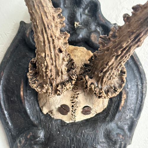 Black Forest Antlers on Carved Plaque (#557)