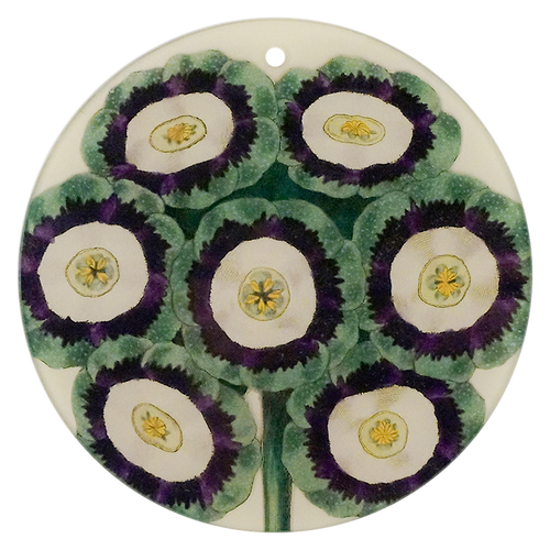 Green Primrose