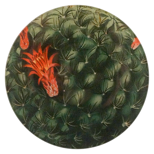 A five inch round glass plate featuring a close up image of a cactus with a red flower
