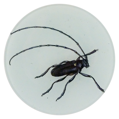 A five inch round handblown glass plate featuring a longhorn beetle on a white background