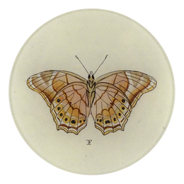 A five inch round plate featuring a detailed illustration of a brown and orange butterfly with eye spots, set against a cream-colored background 