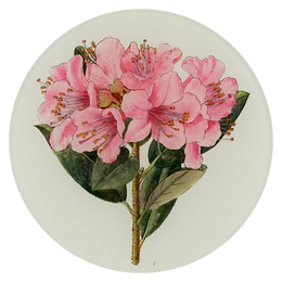 A five inch round plate with pink flowers and green leaves on a white background