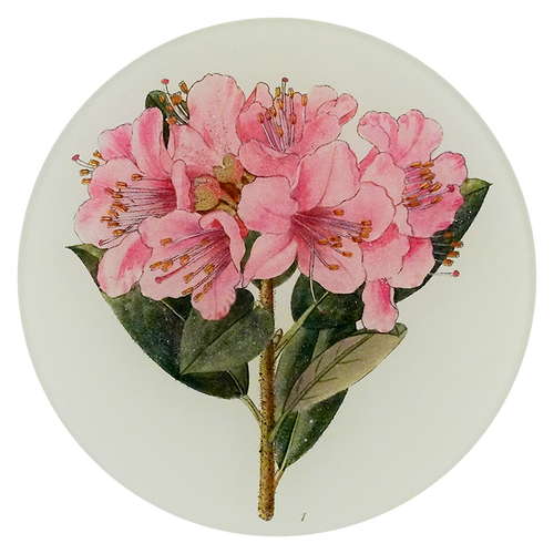 A five inch round plate with pink flowers and green leaves on a white background
