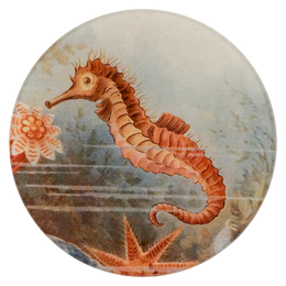 A four inch round plate with a seahorse design on a textured background