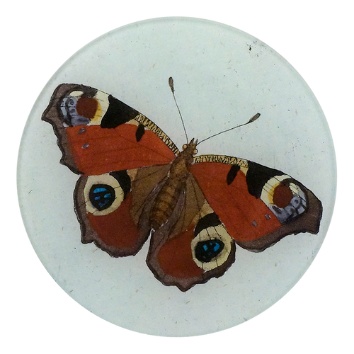 A five inch round glass plate depicting a peacock butterfly with detailed patterns