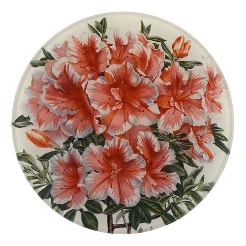 A five inch round glass plate with a variegated azalea floral design.