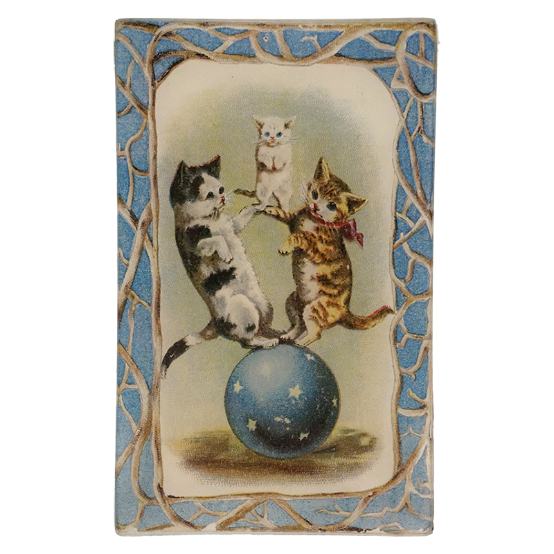 Amazing Cats