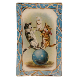 Amazing Cats