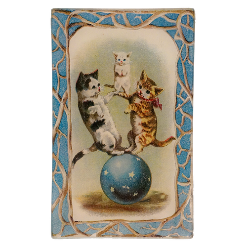 Amazing Cats