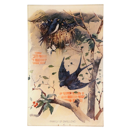 Family of Swallows