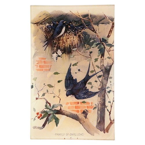 Family of Swallows