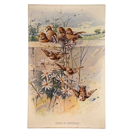 Group of Sparrows
