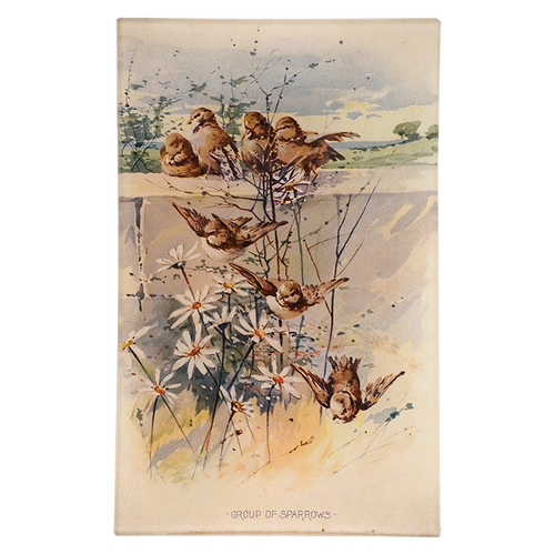 Group of Sparrows