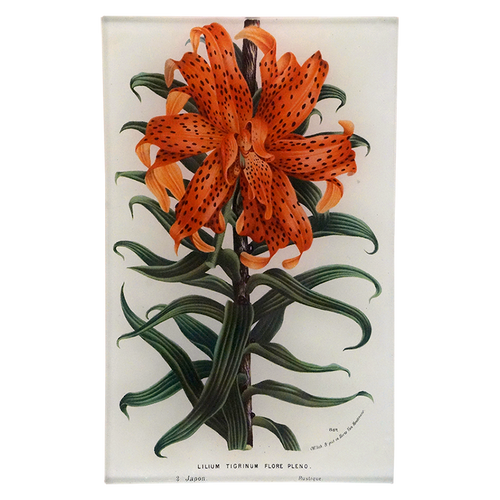 Lilium Tigrinum