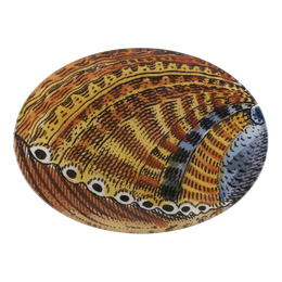 A 5 inch by 7 inch oval glass plate featuring a detailed illustration of a bivalve shell with intricate patterns of brown, gold, black, and blue on a white background.